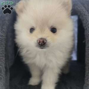 Eric, Pomeranian Puppy